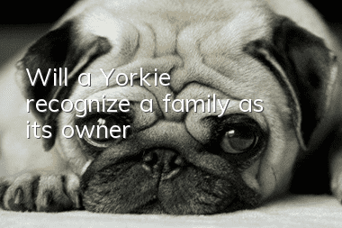 Will a Yorkie recognize a family as its owner?