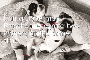 Can a Doberman Pinscher recognize two owners at the same time?