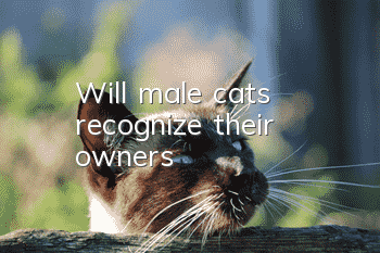 Will male cats recognize their owners?