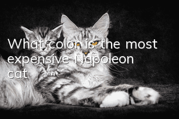 What color is the most expensive Napoleon cat?