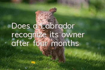 Does a Labrador recognize its owner after four months?