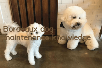 Bordeaux dog maintenance knowledge