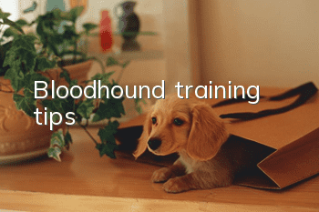 Bloodhound training tips