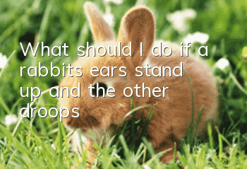 What should I do if a rabbit’s ears stand up and the other droops?
