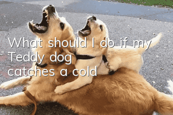 What should I do if my Teddy dog catches a cold?