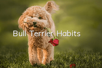 Bull Terrier Habits