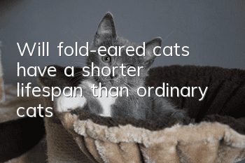 Will fold-eared cats have a shorter lifespan than ordinary cats?