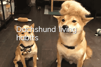 Dachshund living habits