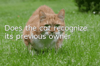 Does the cat recognize its previous owner?