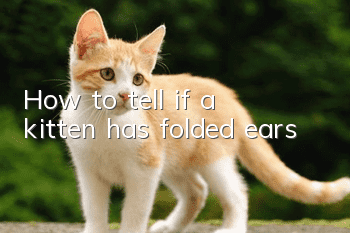 How to tell if a kitten has folded ears