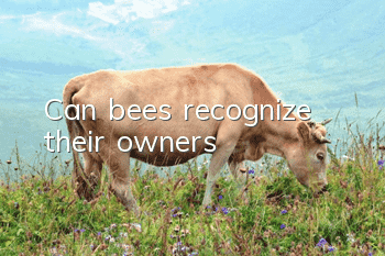 Can bees recognize their owners?