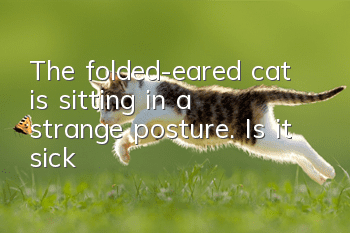 The folded-eared cat is sitting in a strange posture. Is it sick?