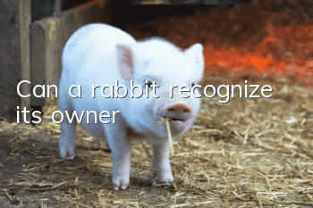 Can a rabbit recognize its owner?