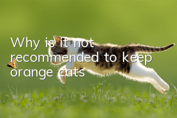 Why is it not recommended to keep orange cats?