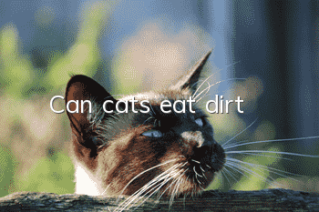 Can cats eat dirt?