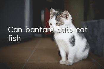 Can bantam cats eat fish?