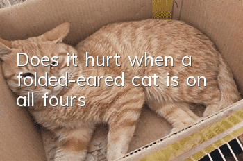 Does it hurt when a folded-eared cat is on all fours?