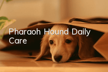Pharaoh Hound Daily Care