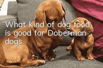 What kind of dog food is good for Doberman dogs?