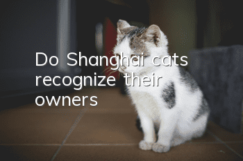 Do Shanghai cats recognize their owners?