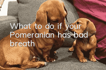 What to do if your Pomeranian has bad breath
