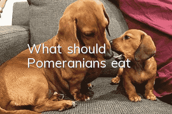 What should Pomeranians eat?