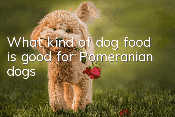 What kind of dog food is good for Pomeranian dogs?
