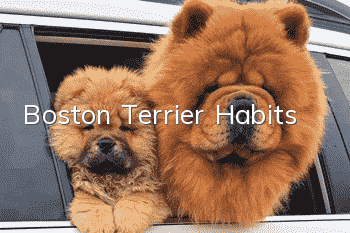 Boston Terrier Habits
