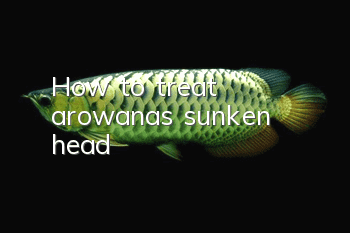 How to treat arowana’s sunken head