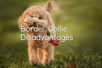 Border Collie Disadvantages