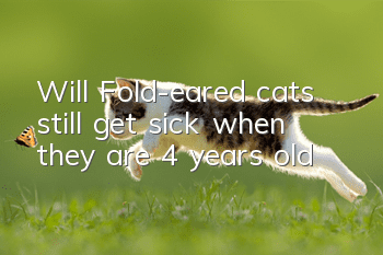 Will Fold-eared cats still get sick when they are 4 years old?