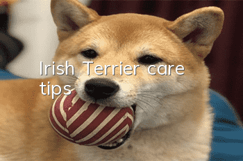 Irish Terrier care tips