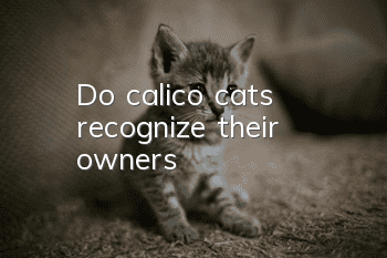 Do calico cats recognize their owners?