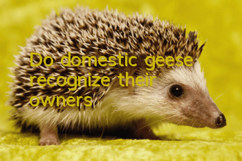 Do domestic geese recognize their owners?