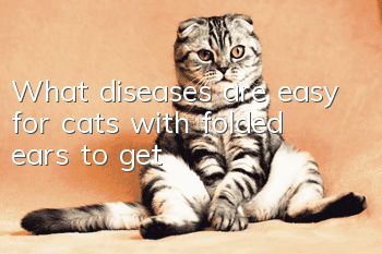 What diseases are easy for cats with folded ears to get?