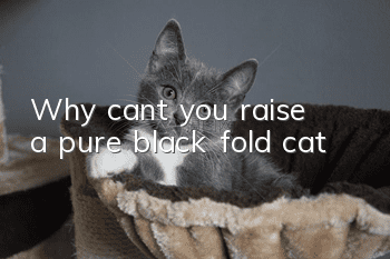 Why can’t you raise a pure black fold cat?