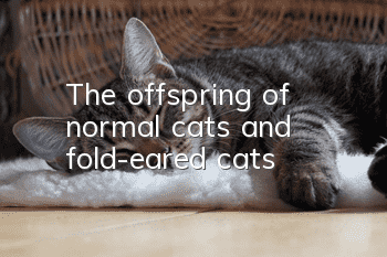 The offspring of normal cats and fold-eared cats