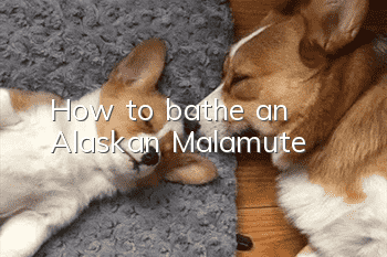 How to bathe an Alaskan Malamute