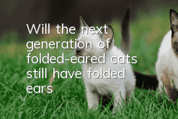 Will the next generation of folded-eared cats still have folded ears?