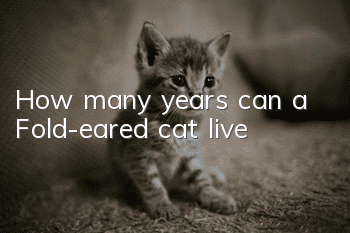 How many years can a Fold-eared cat live?