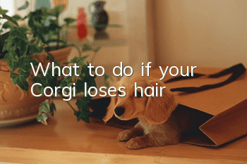 What to do if your Corgi loses hair