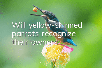 Will yellow-skinned parrots recognize their owners?