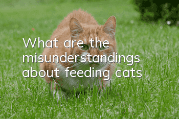 What are the misunderstandings about feeding cats?