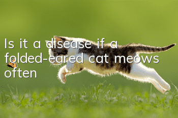 Is it a disease if a folded-eared cat meows often?