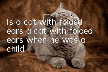 Is a cat with folded ears a cat with folded ears when he was a child?