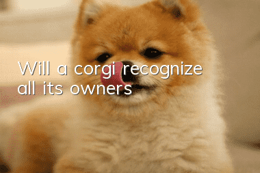 Will a corgi recognize all its owners?
