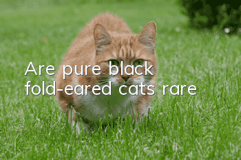 Are pure black fold-eared cats rare?