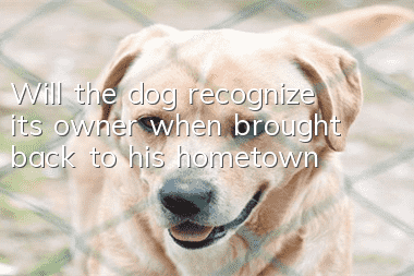 Will the dog recognize its owner when brought back to his hometown?