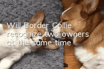 Will Border Collie recognize two owners at the same time?