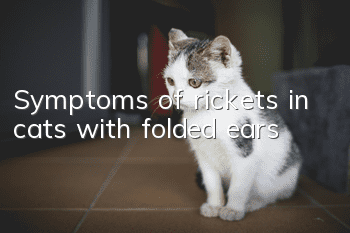 Symptoms of rickets in cats with folded ears